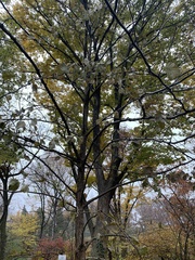 Davidia involucrata
