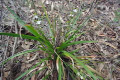 Libertia paniculata