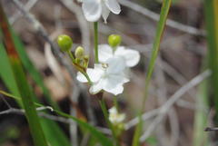 Libertia paniculata