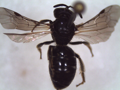 Lasioglossum interruptum