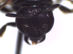 Lasioglossum interruptum