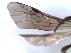 Lasioglossum interruptum