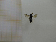 Lasioglossum interruptum