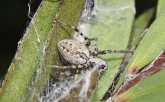 Phryganoporus candidus