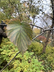 Davidia involucrata