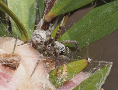 Phryganoporus candidus