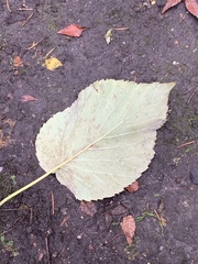 Davidia involucrata