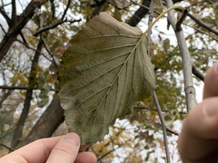 Davidia involucrata