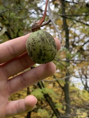 Davidia involucrata