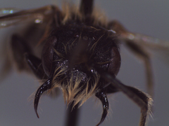 Andrena