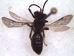 Andrena