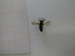 Andrena