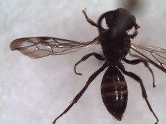 Nomada