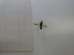 Nomada