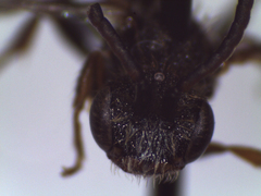 Nomada