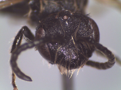 Andrena