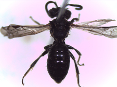Andrena