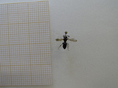 Andrena