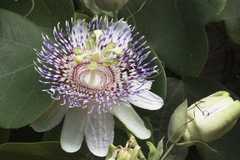 Passiflora elegans