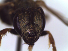 Halictus subauratus
