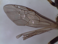 Halictus subauratus