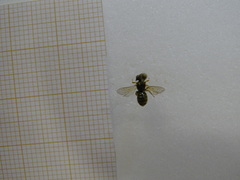 Halictus smaragdulus