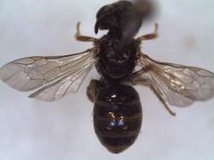 Halictus smaragdulus