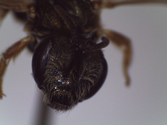 Halictus smaragdulus