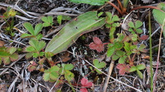 Potentilla stolonifera