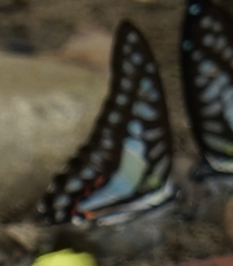 Graphium evemon