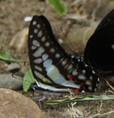 Graphium evemon