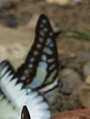 Graphium evemon