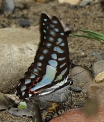 Graphium evemon