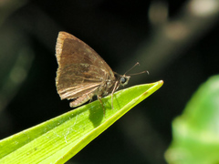 Pellicia dimidiata dimidiata