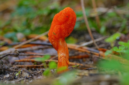 Scarlet Caterpillar Club