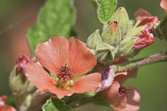 Sphaeralcea cordobensis