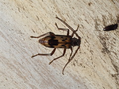 Phoracantha synonyma