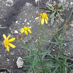 Senecio inaequidens