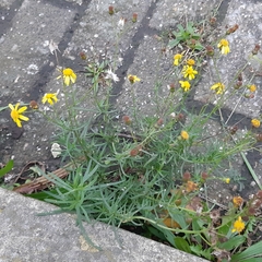 Senecio inaequidens
