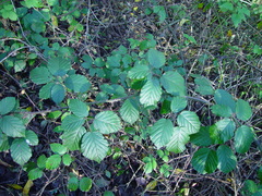 Rubus anisacanthos
