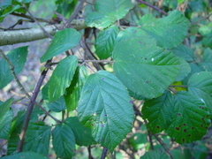 Rubus anisacanthos