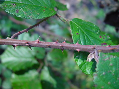 Rubus anisacanthos