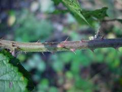 Rubus anisacanthos