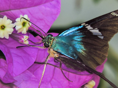 Astraptes fulgerator azul