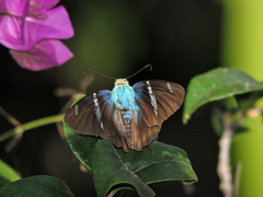 Astraptes fulgerator azul