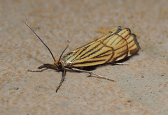 Chrysocramboides craterella