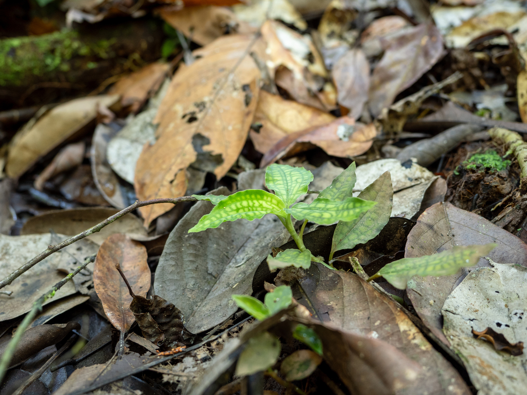 Cystorchis variegata