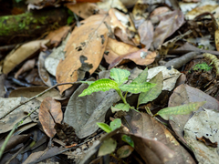 Variegated Jewel Orchid (Cystorchis variegata)
