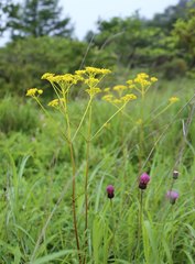 Patrinia scabiosifolia