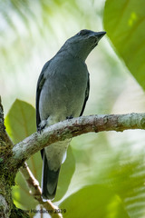 Coracina macei larutensis